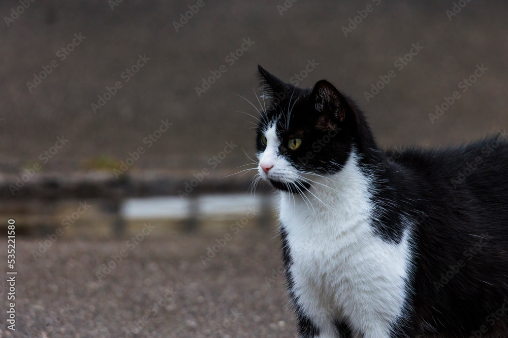 Portrait of black and white domestic cat Portrait of black and white domestic cat