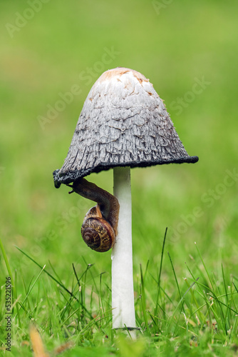 Photography a coprinus comatus with a snail on green grass in the garden at a autumn day