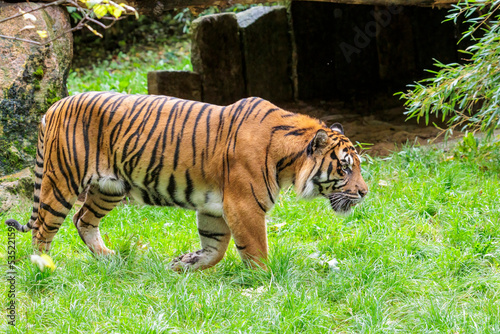 Adult tiger in profile at water