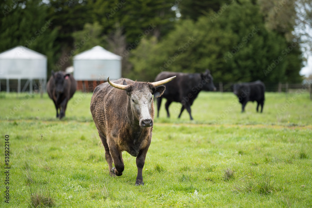 Beautiful healthy sustainable cows grazing in a field Beautiful healthy sustainable cows grazing in a field