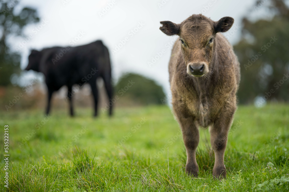 Fototapeta premium Cows and cattle grazing on pasture and grass in australia