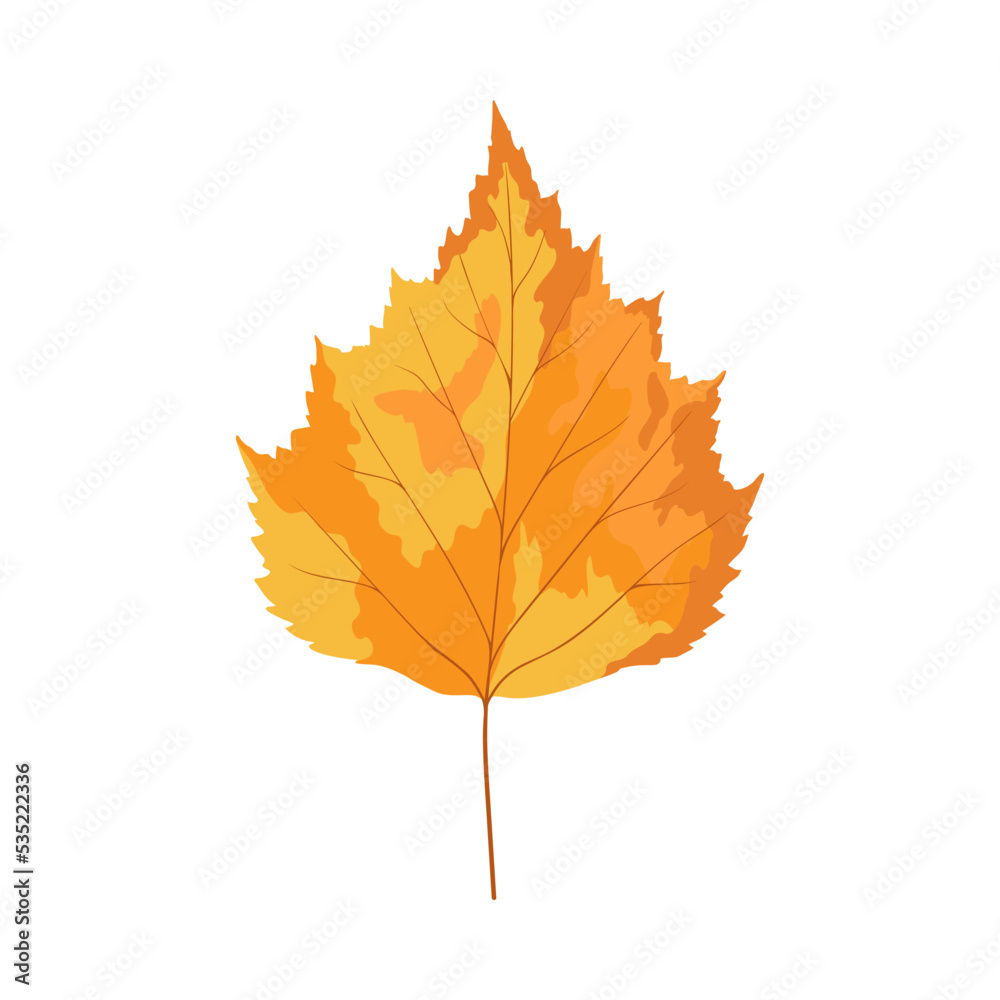 Birch Tree Leaf Birch Tree Leaf