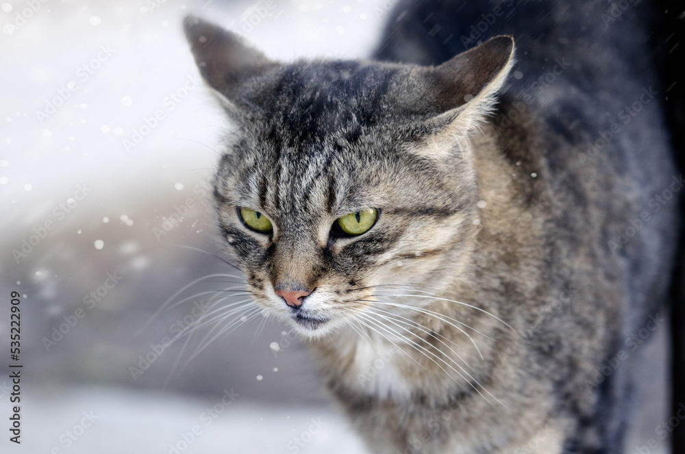 Close-up tabby cat in winter. Animal portrait with copy space