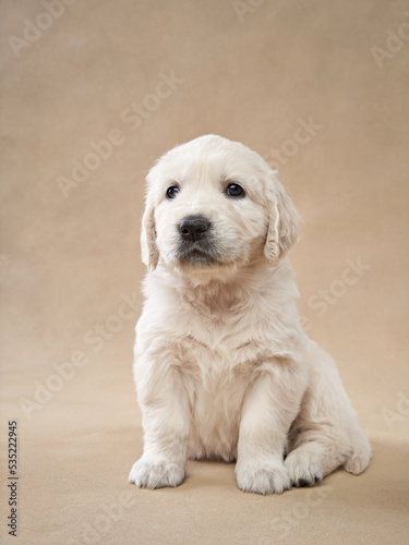 sweet puppy on a beige background. Golden Retriever in the studio. cute dog