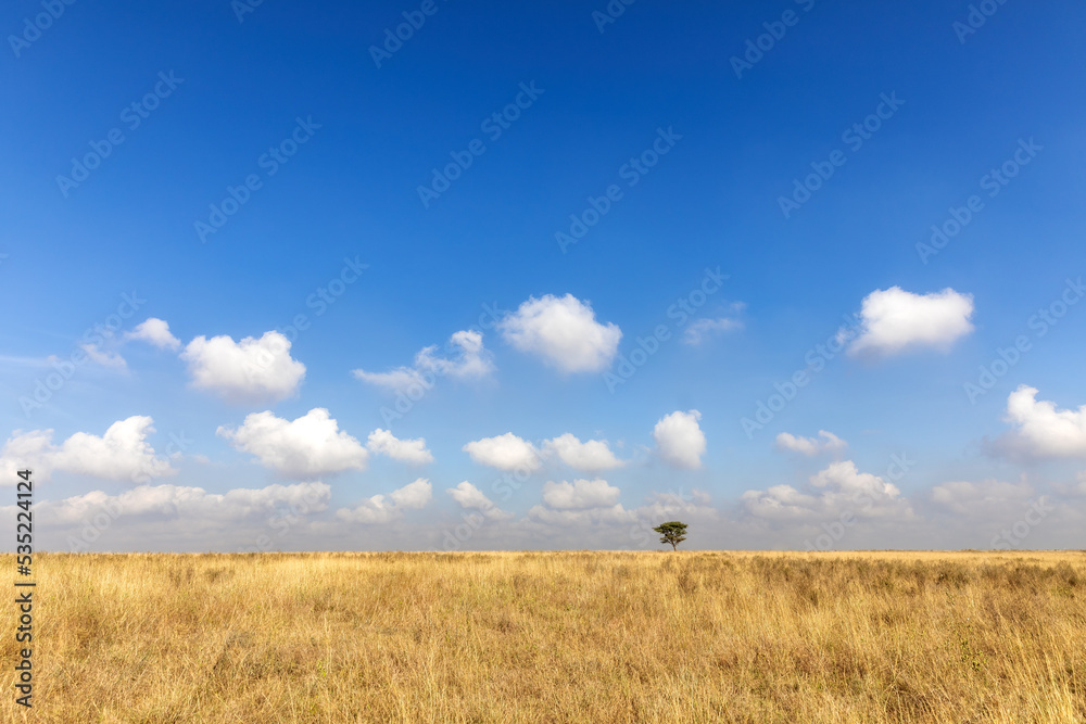 The grass landscape of Nairobi National park , with a lone tree against the horizon and a blue summer sky background. The only National Wildlife Park within a capital city. Space for text
