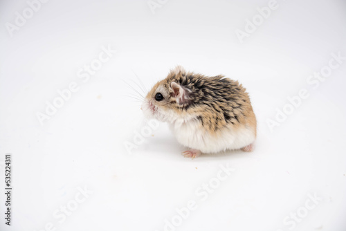 Hamster roborowski on white background. Copy space