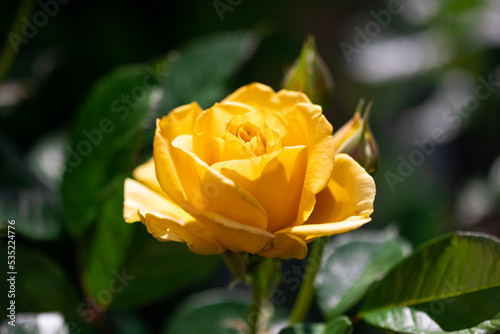 Gelb Rose im Garten sonnigen Tag