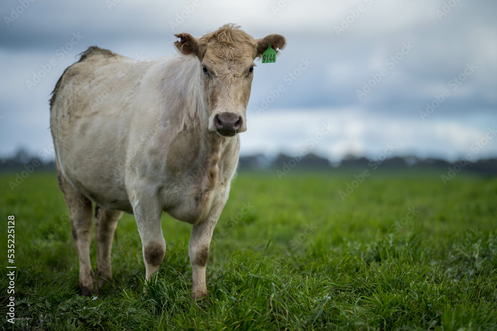 cow on a meadow in Europe 