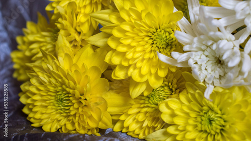 yellow chrysanthemum flowers