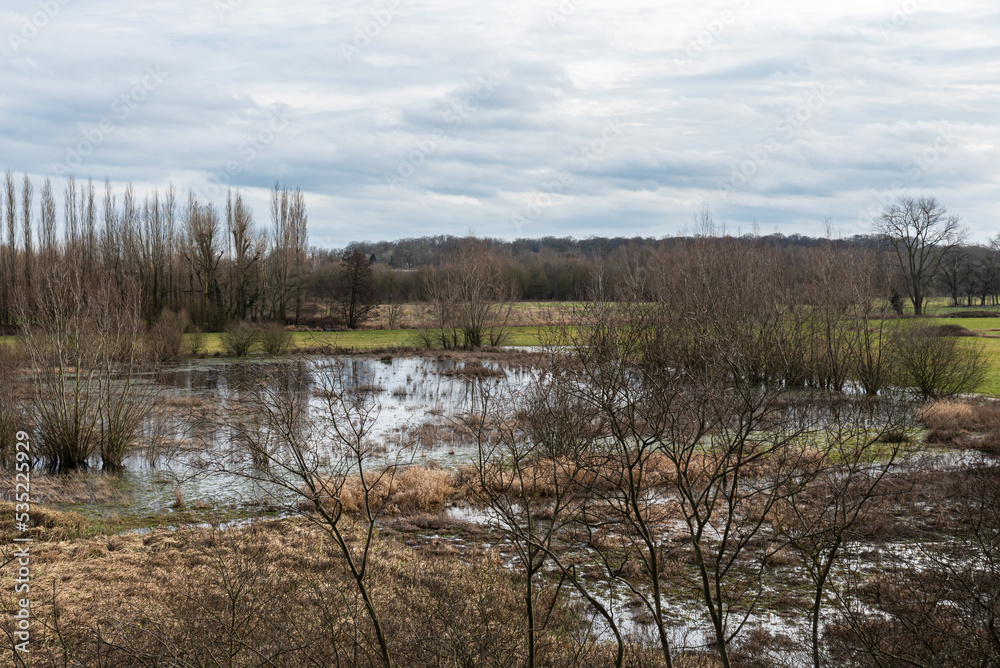 Nature reserve park with wetlands, fields and bare winter trees around Ghent, Flanders