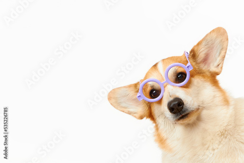 Portrait of a corgi dog with glasses on a white background. World Sight Day.