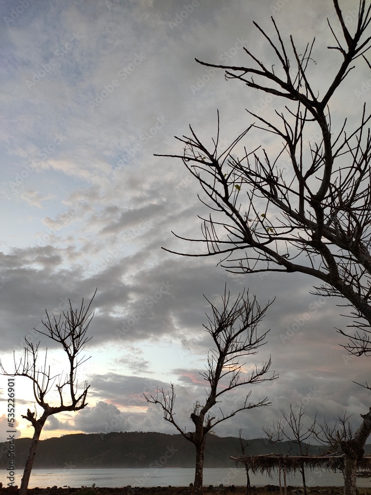Fototapeta premium silhouette of a tree in the sunset
