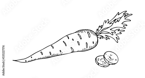 A composition of carrots with two cut slices lying side by side, a hand drawing with hatching