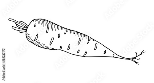 Carrot with root, black and white hand drawing with hatching