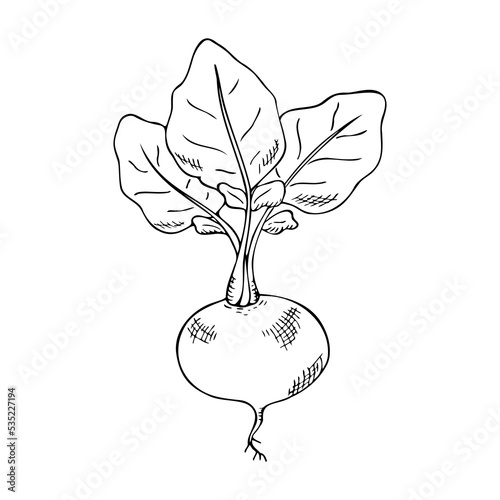 Radish with root and leaves, hand drawing with hatching