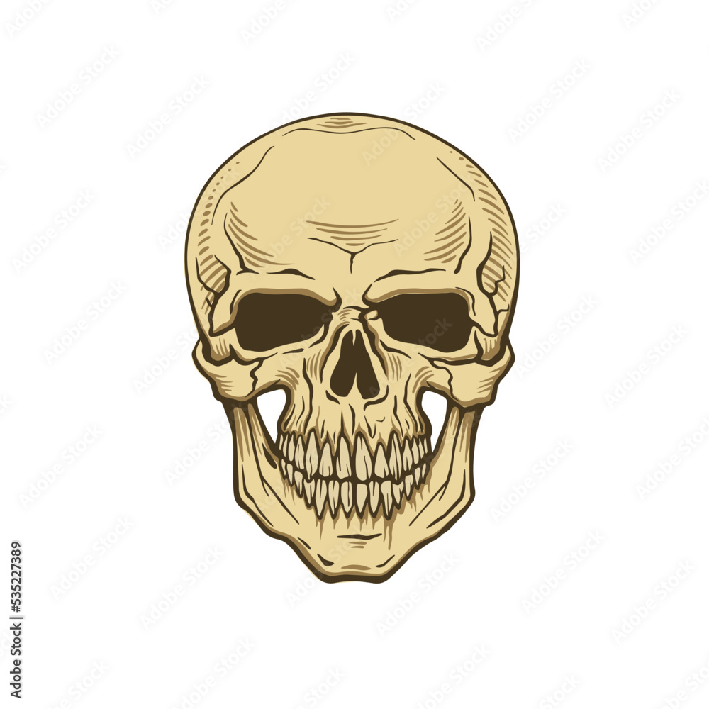 Vector human skull on white background