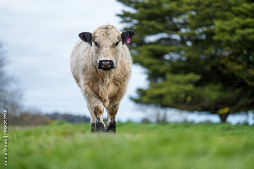 organic, regenerative, sustainable agriculture farm producing stud wagyu beef cows.