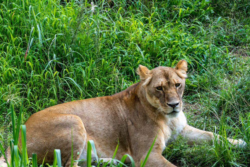 Panthera leo, lioness sitting on the grass resting, guadalajara zoo, mexico