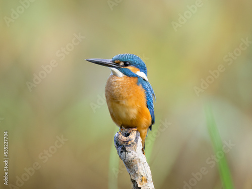 kingfisher on the branch © Heiko