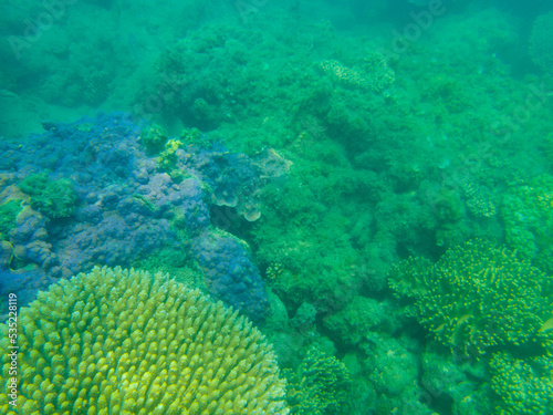 Fototapeta Naklejka Na Ścianę i Meble -  coral on the great barrier reef in queensland australia