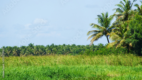 coconut plant © Pablo
