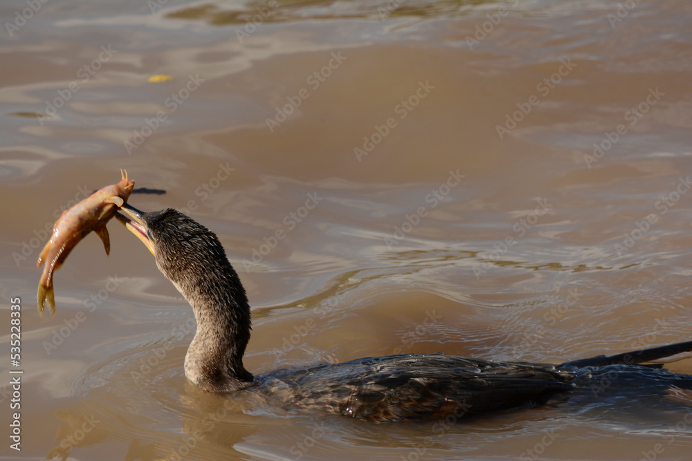 river duck fishing a catfish. duck with a fish in its beak Stock Photo