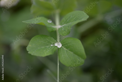 green young peas, pea leaves, white flowers of the legume family, after rain close-up on the background of black earth, Ukrainian land, autumn harvest, green pea mustache, organic, microgreen
