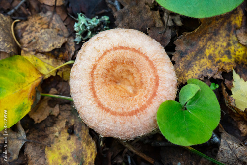 Foto Lactarius torminosus, commonly known as the woolly milkcap or the bearded milkca
