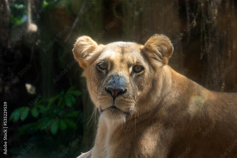 Obraz premium female lion or lioness portrait