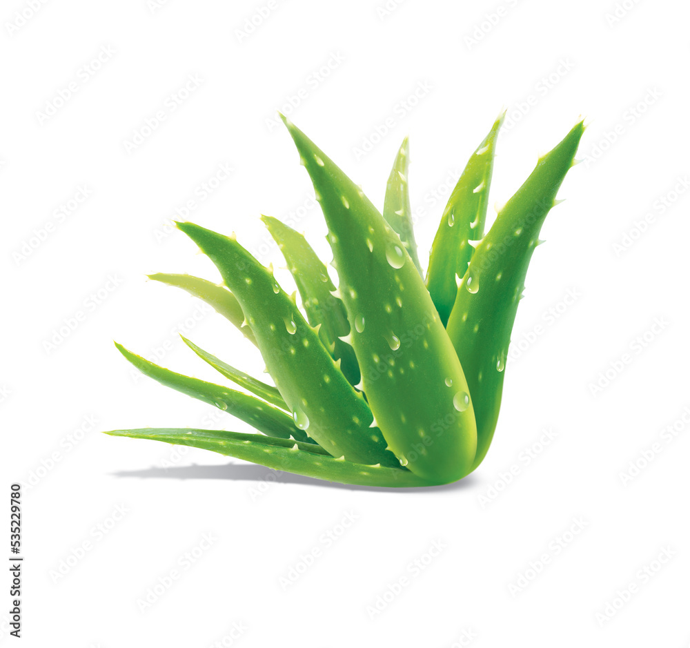Aloe, isolated on white background Aloe, isolated on white background