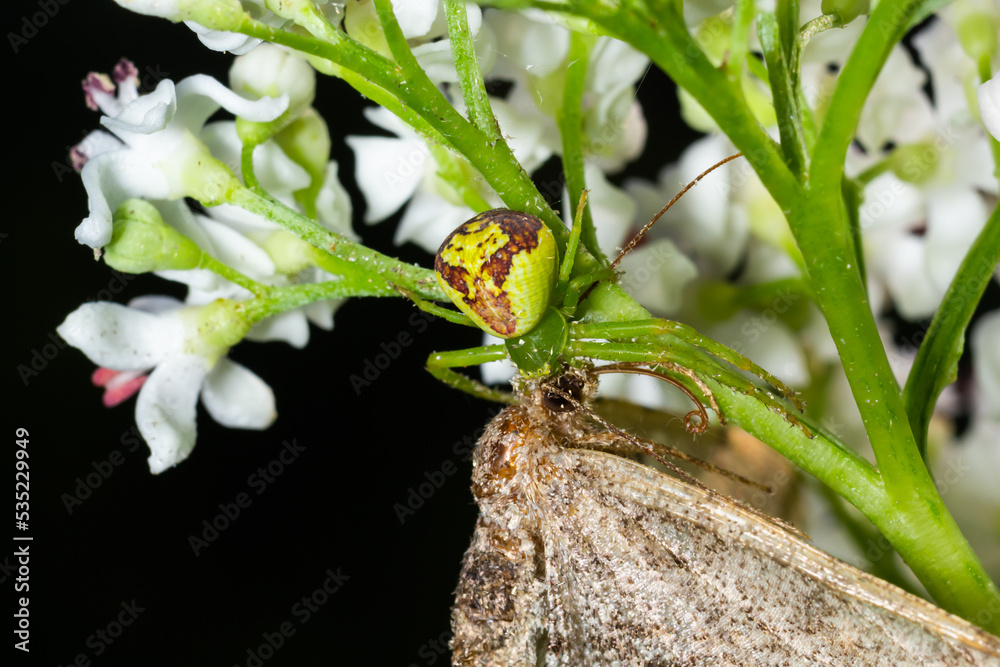 Goldenrod Crab Spider Misumena vatia on a flower. Close up of yellow flower crab spider Misumena vatia. Misumena vatia is a species of crab spider with holarctic distribution Goldenrod Crab Spider Misumena vatia on a flower. Close up of yellow flower crab spider Misumena vatia. Misumena vatia is a species of crab spider with holarctic distribution