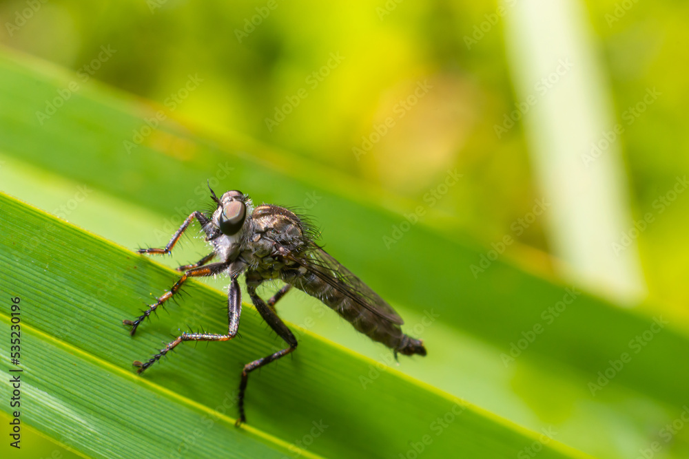 Closeup on a predator common awl robberfly Neoitamus cyanurus sitting on a green leaf Closeup on a predator common awl robberfly Neoitamus cyanurus sitting on a green leaf