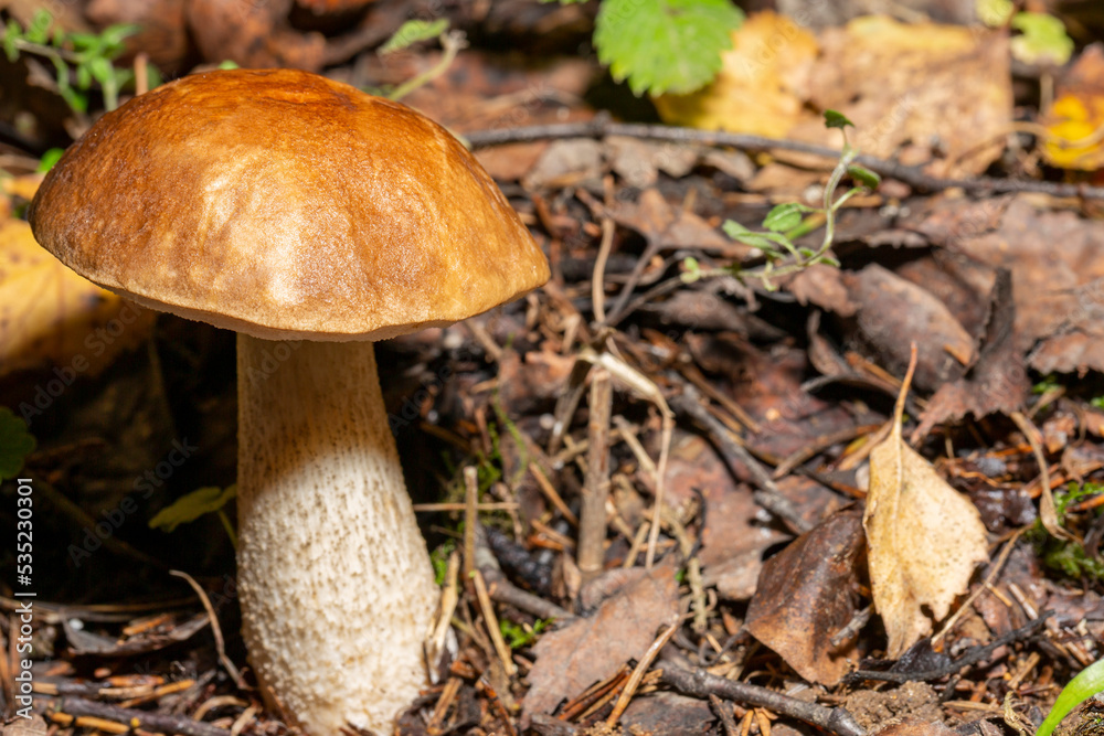 Edible mushroom Leccinum scabrum in the birch forest. Known as birch bolete. Wild mushroom with brown cap growing Edible mushroom Leccinum scabrum in the birch forest. Known as birch bolete. Wild mushroom with brown cap growing