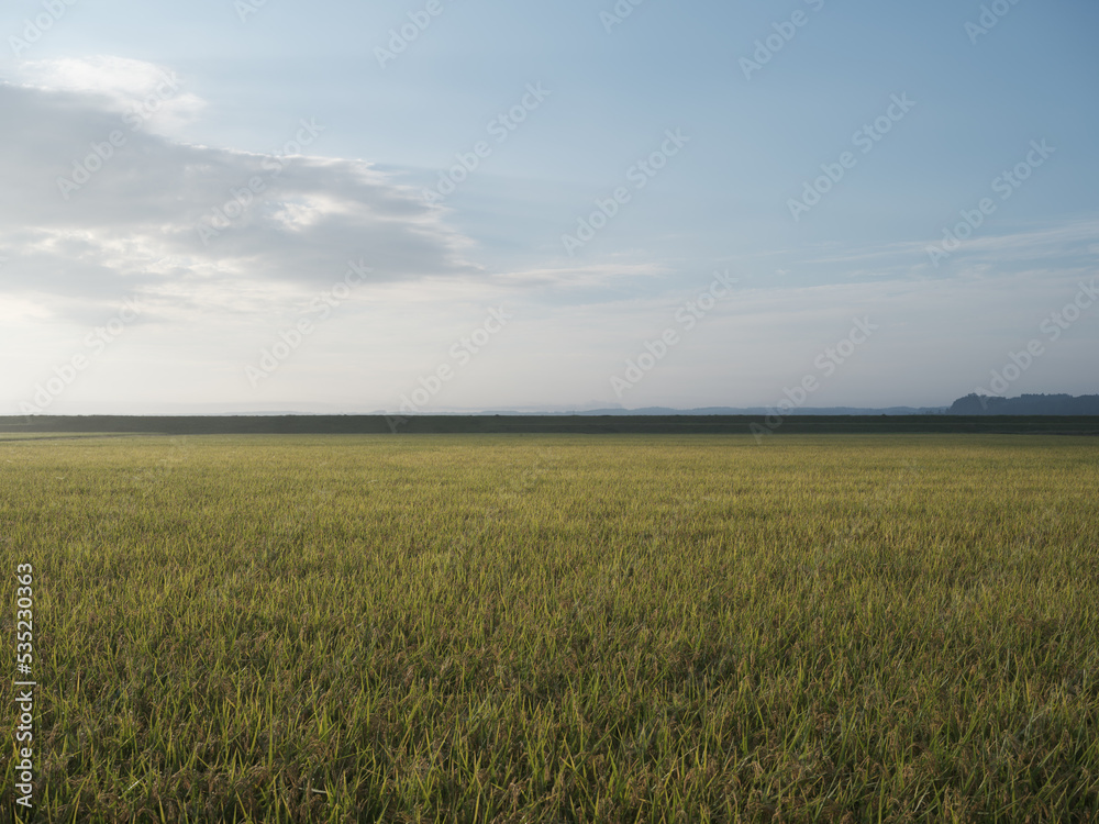 Obraz premium 美しい朝の田園風景