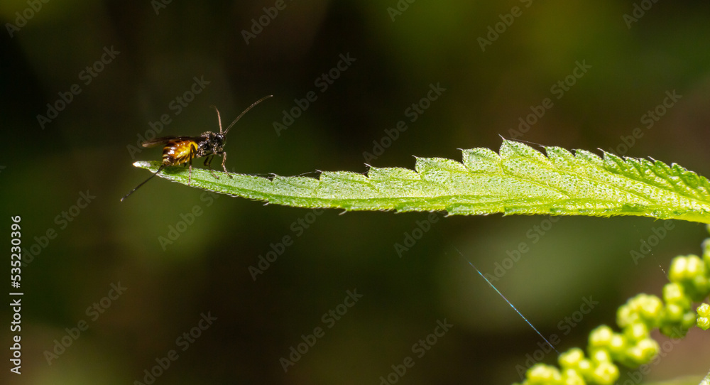 Adult Ichneumonid Wasp of the Superfamily Ichneumonoidea Adult Ichneumonid Wasp of the Superfamily Ichneumonoidea