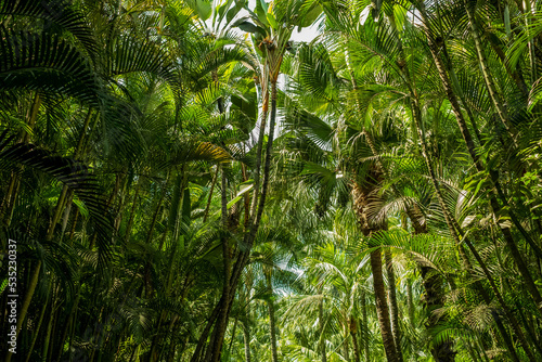 palm trees  jungle landscape 