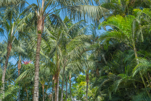 palm trees  jungle landscape 