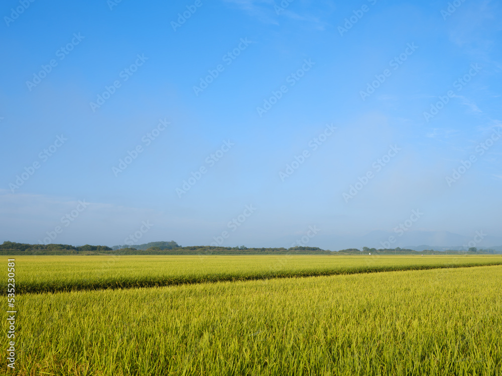 収穫を迎えた晴れた朝の広大な田園風景
