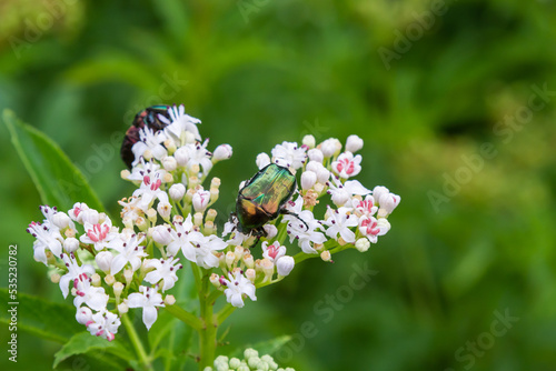 Green rose chafer Cetonia aurata on danewort Sambucus ebulus flowers. Image with local focusing © Oleh Marchak