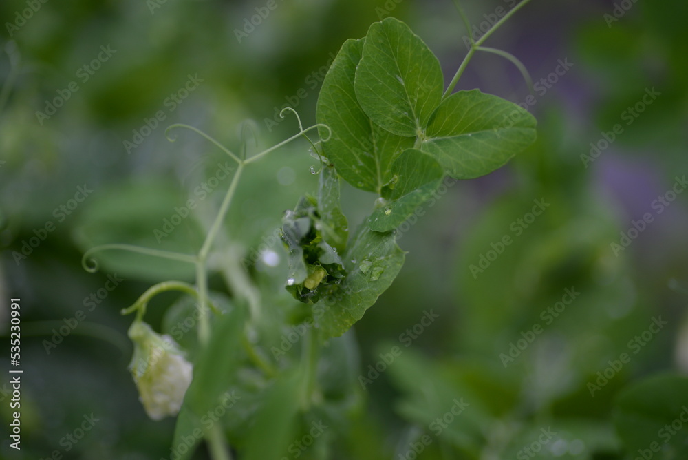 green young peas, pea leaves, white flowers of the legume family, after rain close-up on the background of black earth, Ukrainian land, autumn harvest, green pea mustache, organic, microgreen green young peas, pea leaves, white flowers of the legume family, after rain close-up on the background of black earth, Ukrainian land, autumn harvest, green pea mustache, organic, microgreen