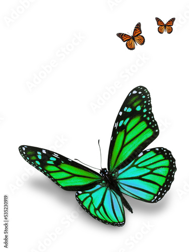 Green butterfly on white background.