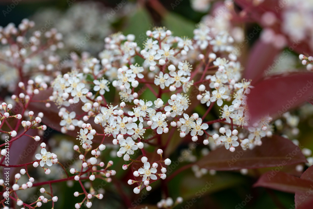 Scientific name Photinia serrulata or Pyracantha coccinea StockFoto