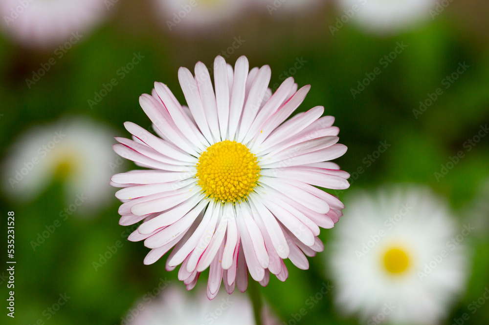 Natural background with blossoming daisies bellis perennis . Soft focus Natural background with blossoming daisies bellis perennis . Soft focus