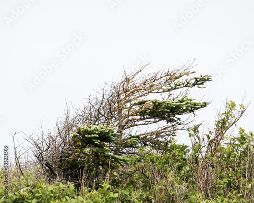 A deformed spruce tree, tuckamore, caused by strong ocean winds are a common sight in coastal Newfoundland and Labrador, Canada. photo