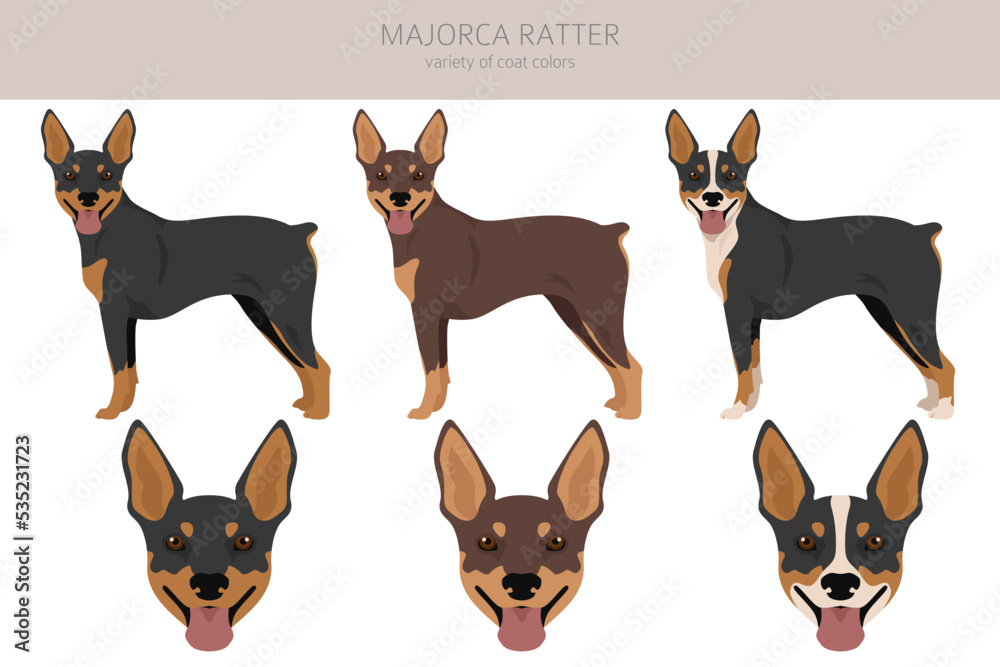 Majorca Ratter clipart. All coat colors set.  All dog breeds characteristics infographic