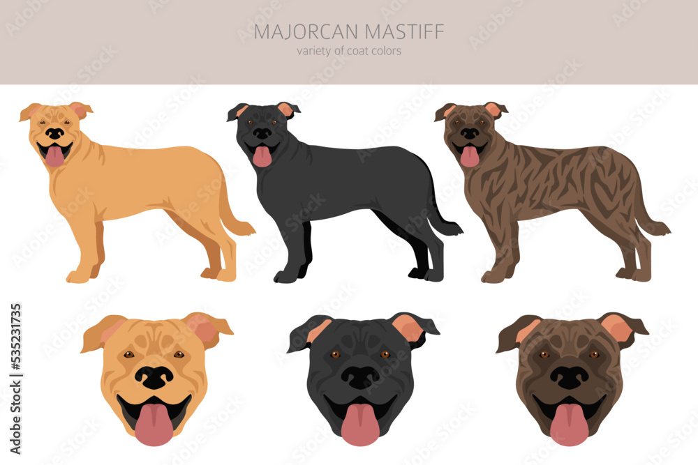 Majorcan Mastiff clipart. All coat colors set.  All dog breeds characteristics infographic