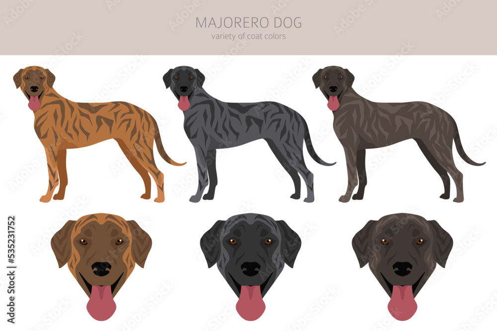 Majorero dog clipart. All coat colors set.  All dog breeds characteristics infographic