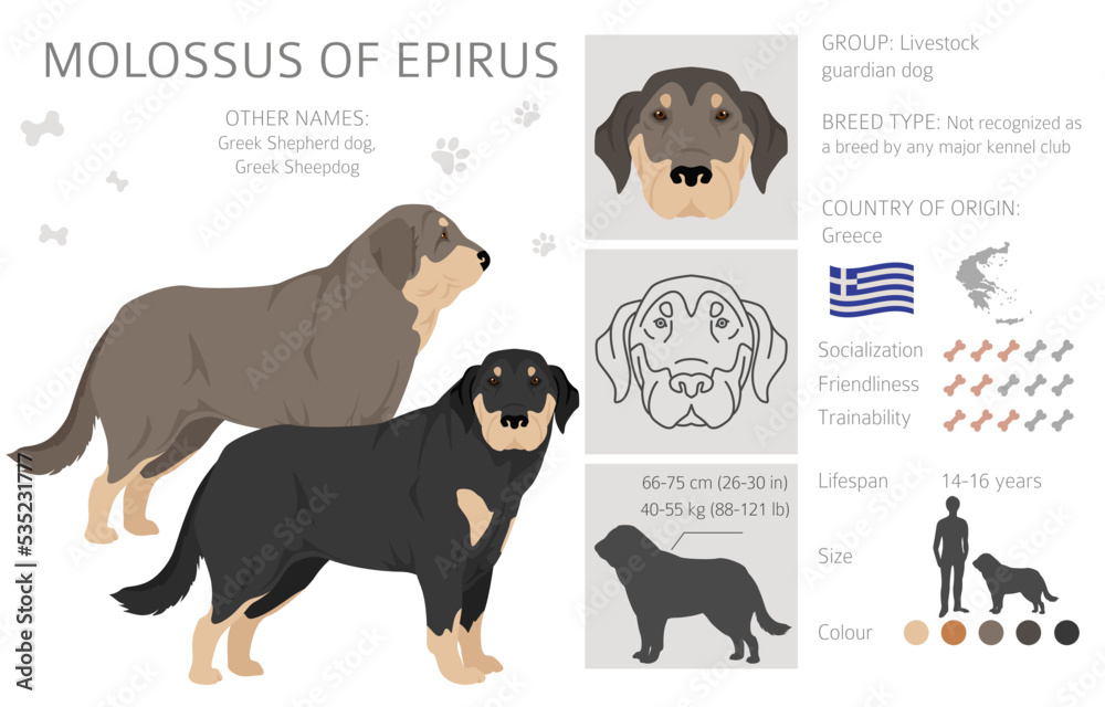 Molossus of Epirus clipart. All coat colors set.  All dog breeds characteristics infographic