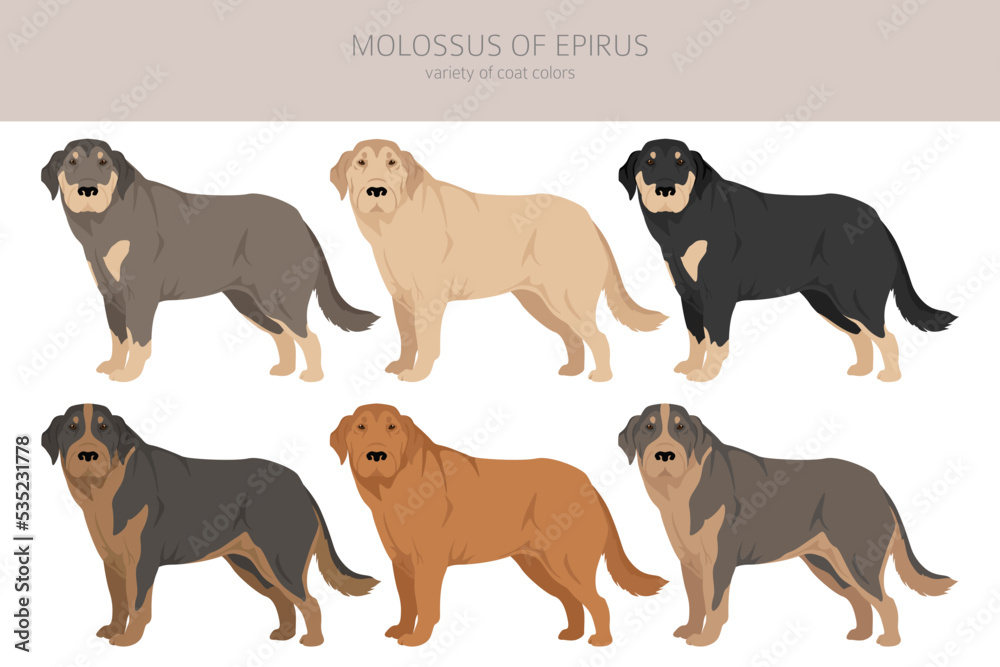 Molossus of Epirus clipart. All coat colors set.  All dog breeds characteristics infographic
