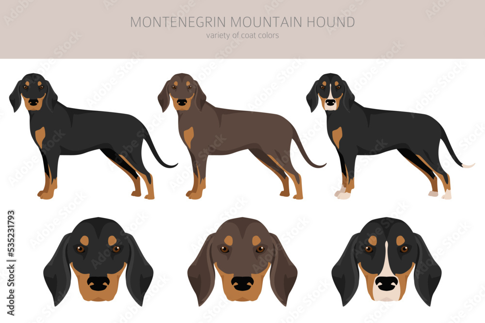 Montenegrin Mountain hound clipart. All coat colors set.  All dog breeds characteristics infographic
